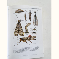 Hvad finder jeg i skoven