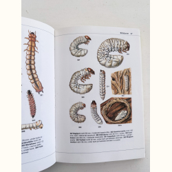 Hvad finder jeg i skoven