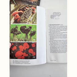 To b�ger om svampe