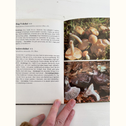 To b�ger om svampe